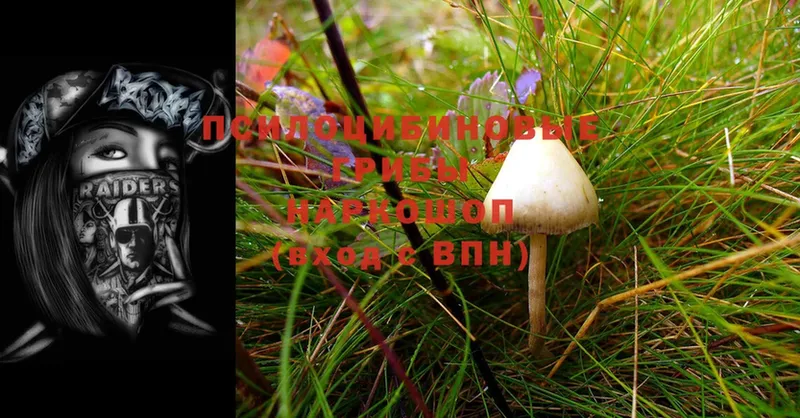 Псилоцибиновые грибы Psilocybine cubensis  купить   Чишмы 